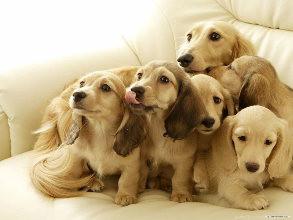 Free Wallpapers Free Animal Wallpapers Miniature Dachshund ...