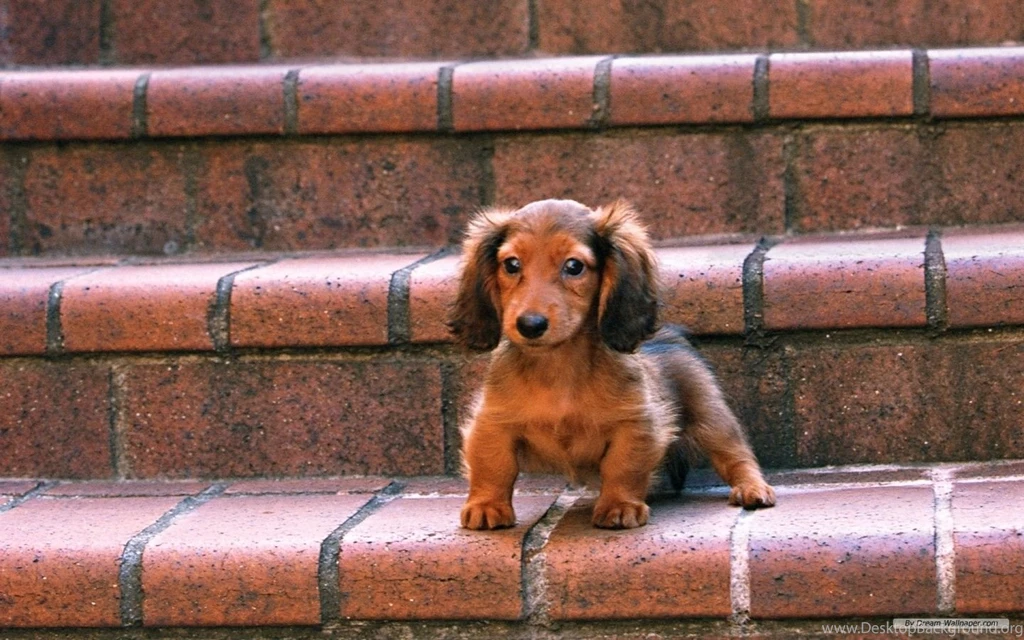 Free Wallpapers Free Animal Wallpapers Miniature Dachshund 2 ...
