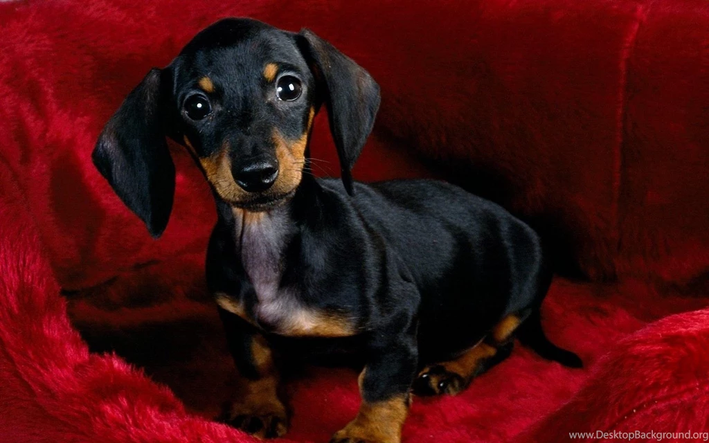 Dachshund Black 1920x1200 Wallpapers,Dachshund 1920x1200 ...