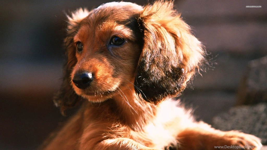 Dachshund Wallpapers HD Download