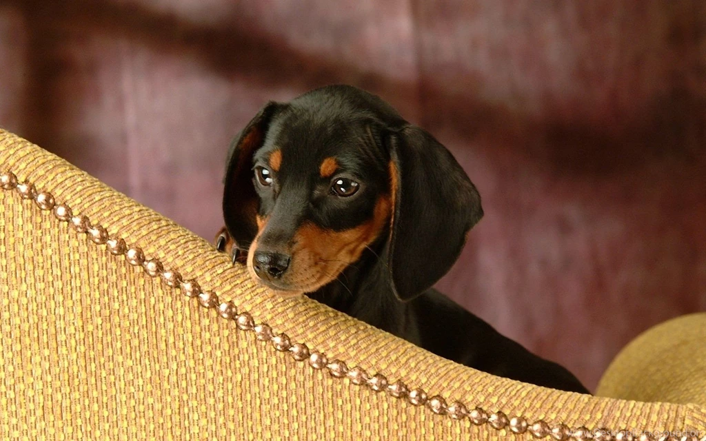 Dachshund Black 1920x1200 Wallpapers,Dachshund 1920x1200 ...
