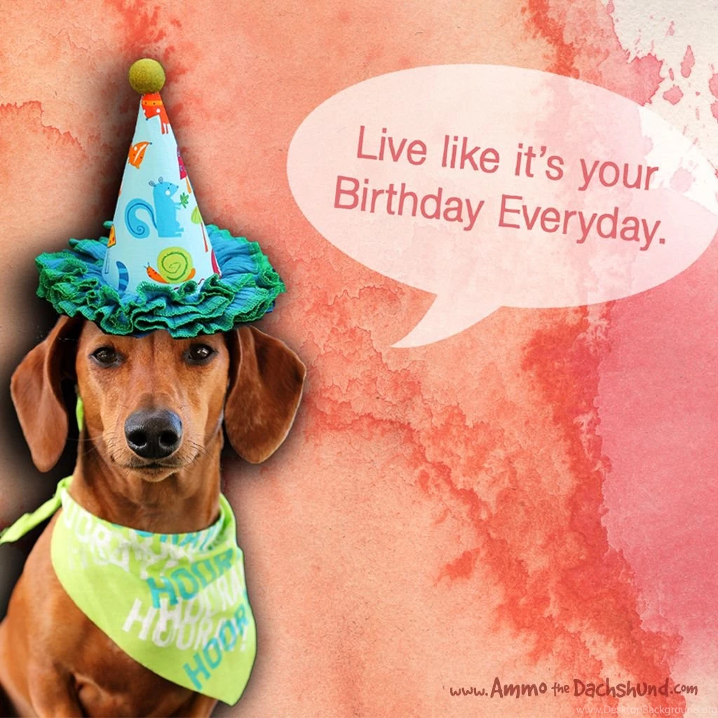 Birthday Week: Free Dachshund B day Desktop Wallpapers