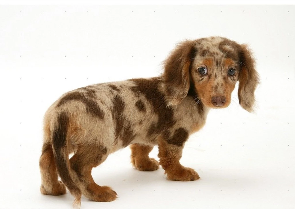 Dogs: Cute Puppy Dachshund Doxi Pet Dog Wiener Free Desktop ...
