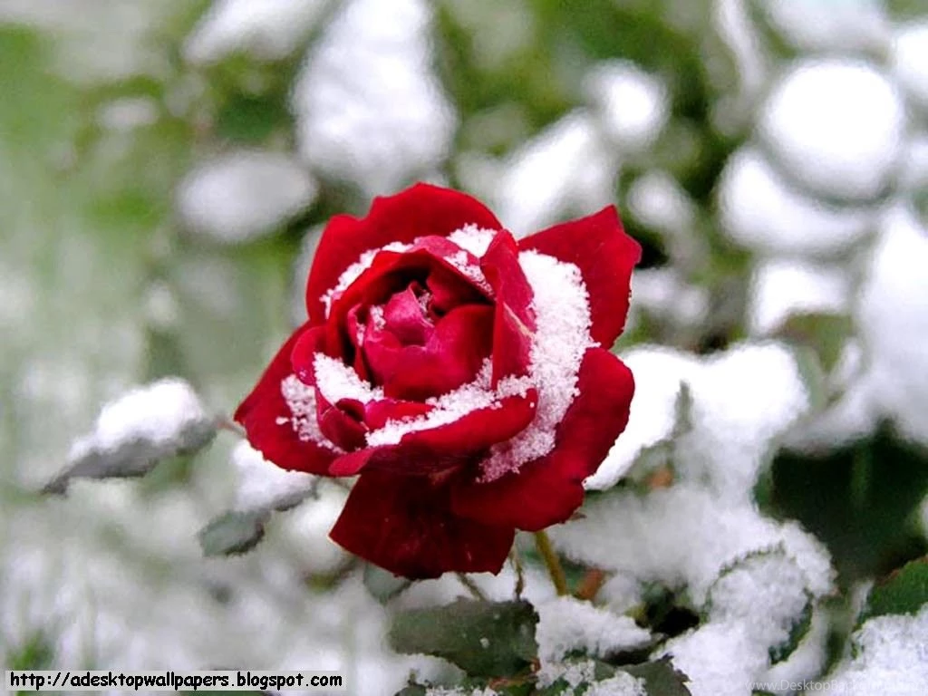 Free Wallpicz: Wallpapers Desktop Rose Flower