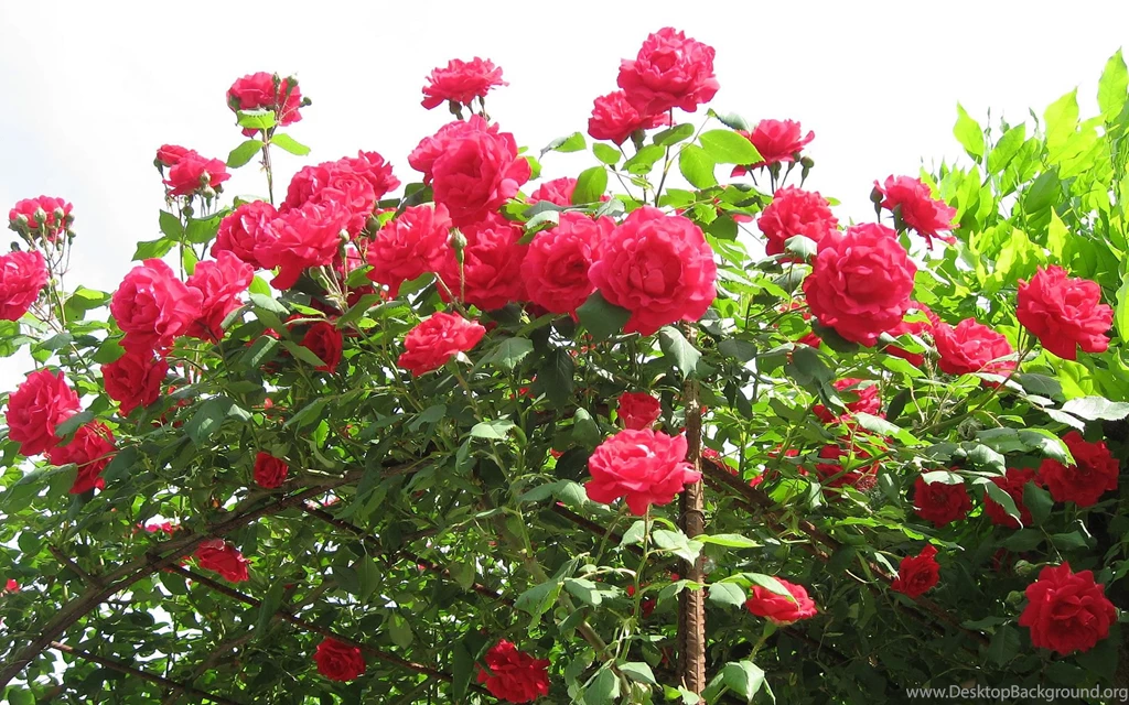 Red Flowers HD Desktop Wallpapers ~ Toptenpack.com