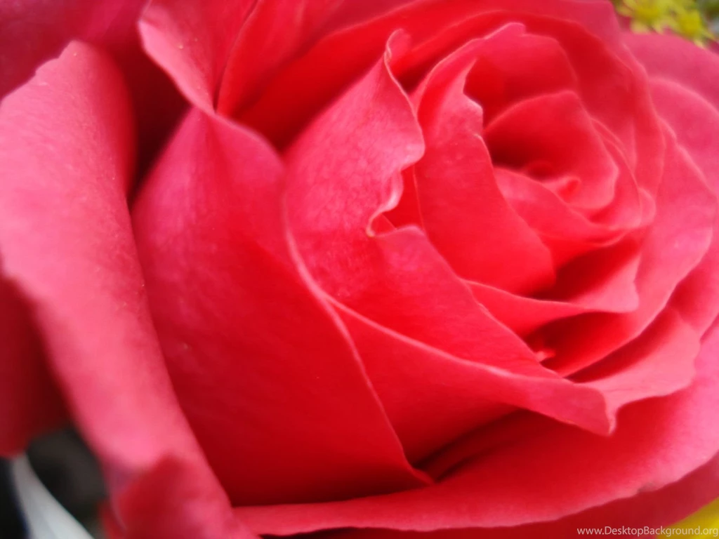 Rose Flower Wallpapers For Desktop   Wallpapers Cave