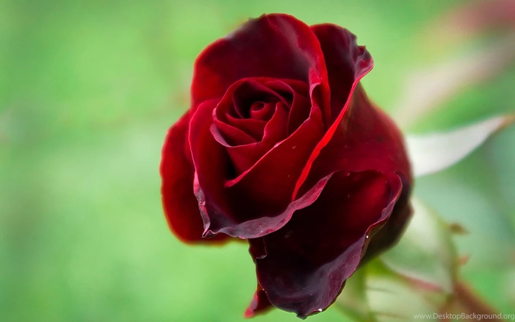 Beautiful Red Rose Wallpapers 26449