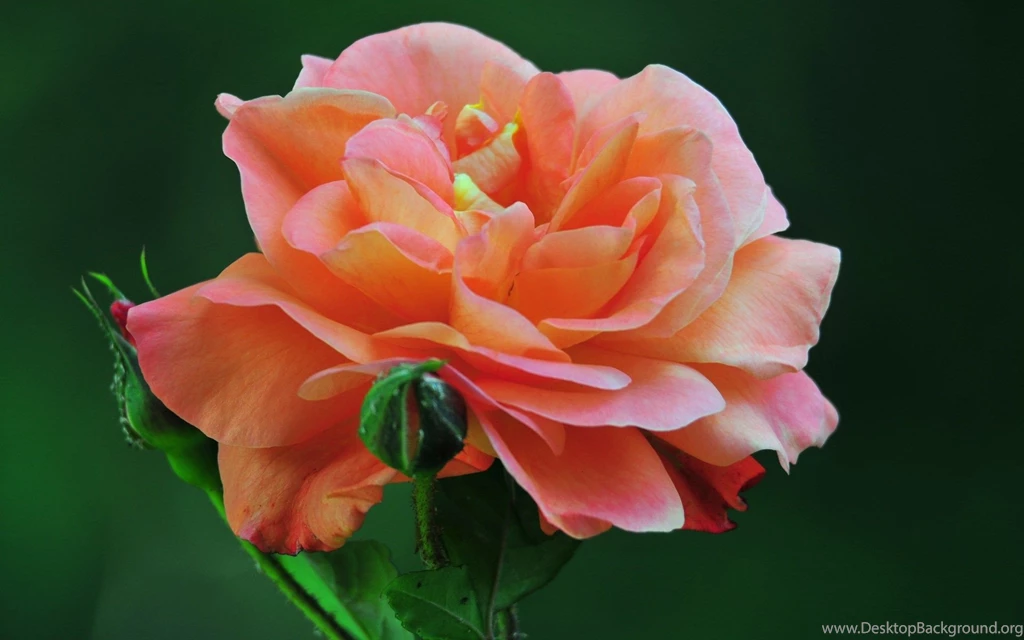 Rose Flowers Wallpapers For Desktop Desktop Backgrounds