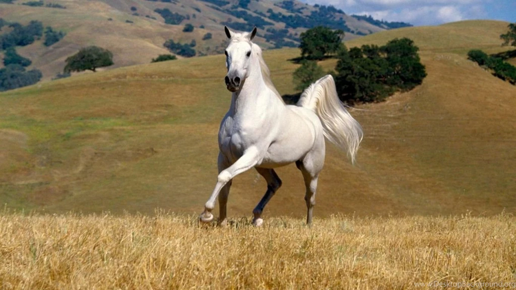 White Horse HD PC Wallpapers 7.jpg