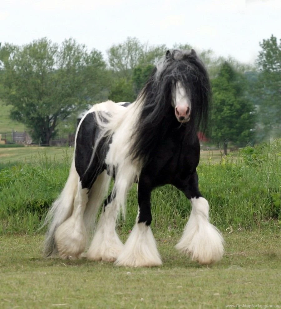 Hairly Horse HD Wallpapers Collection.jpg