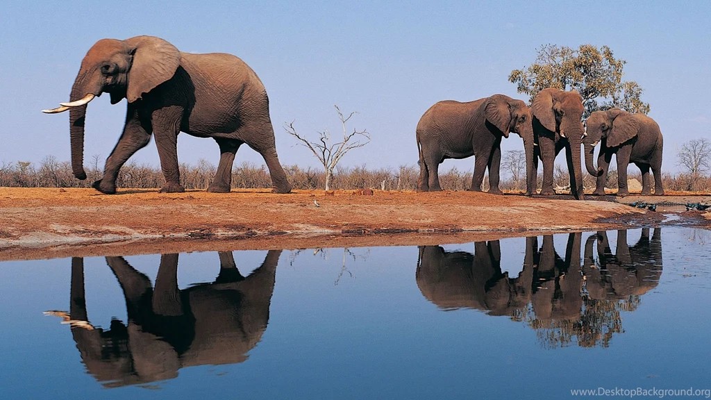 Desktop baby cartoon elephant pictures download.jpg
