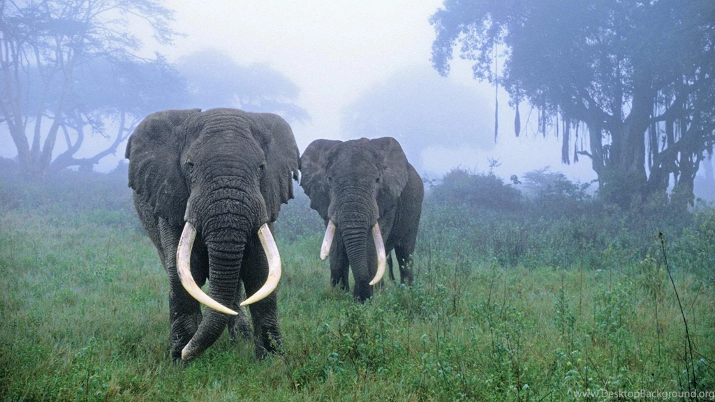 Elephants >> HD Wallpaper, Get It Now!