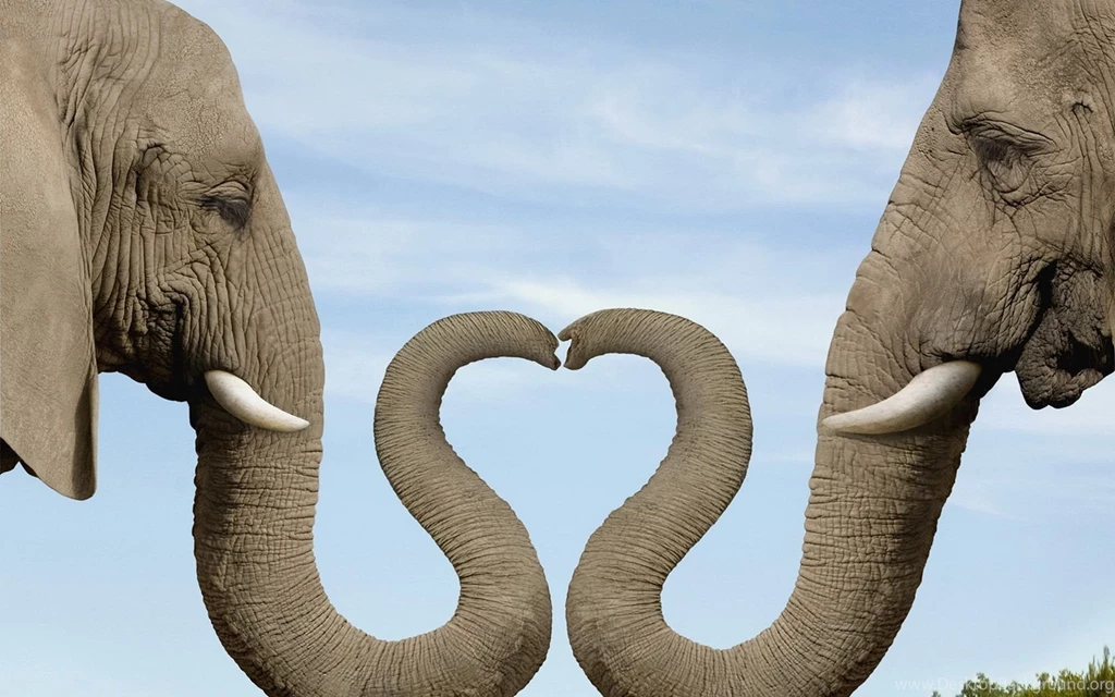 Two Elephants Wallpapers And Images Wallpapers, Pictures, Photos