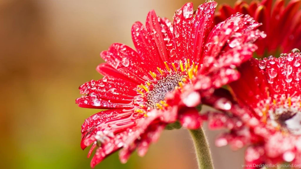 Widescreen Wallpapers Flowers Newwallpapershits.com