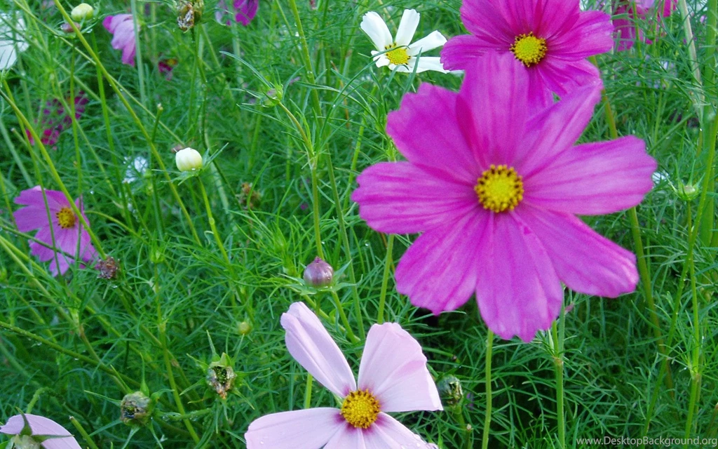 Flower, Wallpaper, Pink, Beautiful, Fresh (