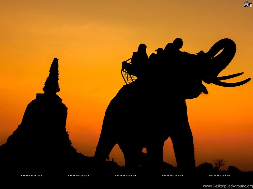 Elephants Wallpapers