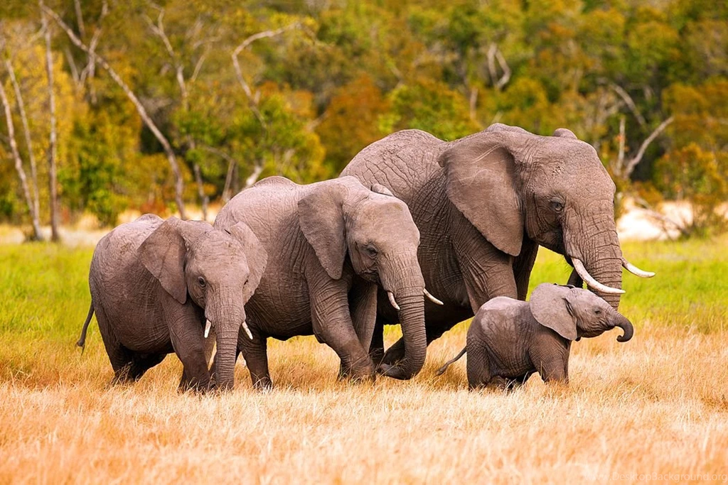 Asian Elephants Vs African Elephants Wallpaper.