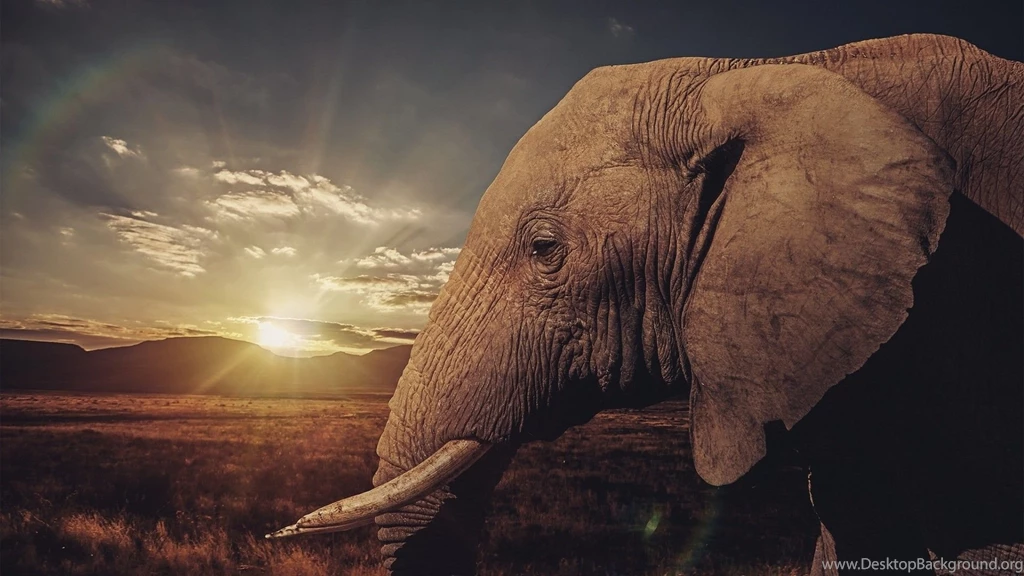 Elephants Wallpapers Page 4: Elephant Zebra Cool Picture Free ...