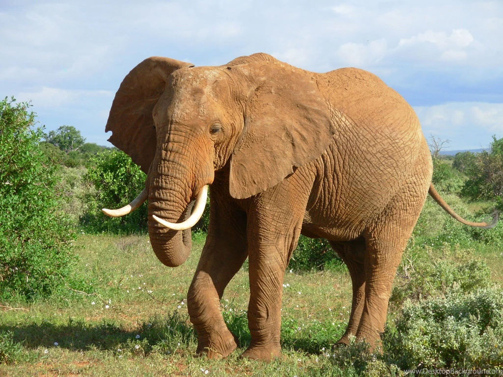 Animals Elephants Wallpapers (