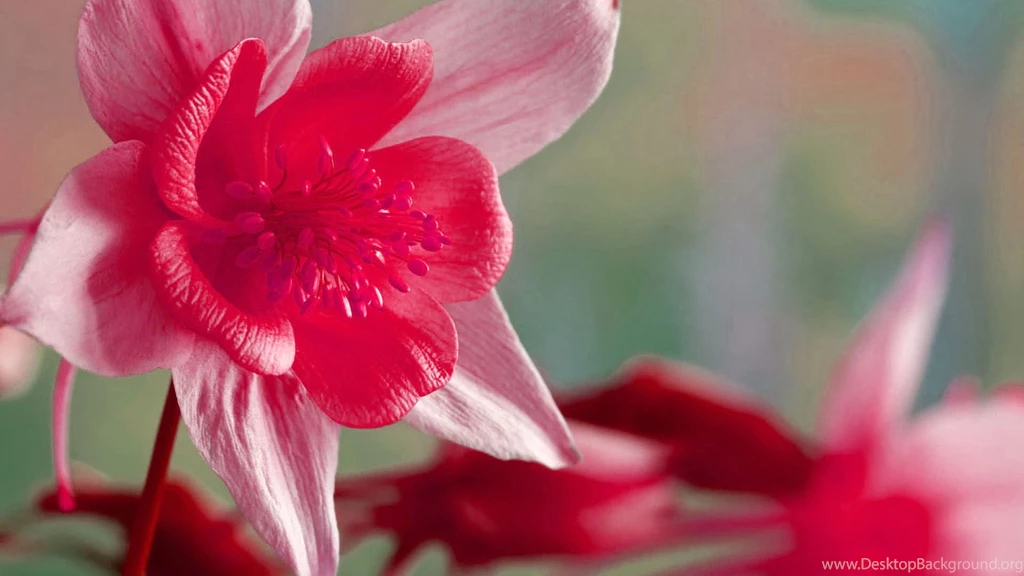 Valentine Day HD Wallpapers 91