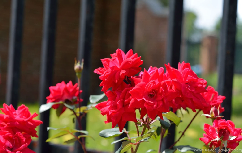 Hd Images, Nature, Sky, Fresh Air, Photos, Widescreen, Download ...