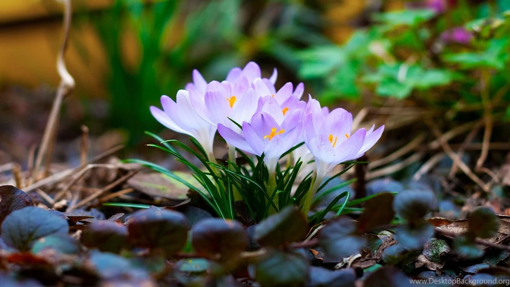 Full HD Nature Wallpapers 1080p For Desktop With Spring Flower