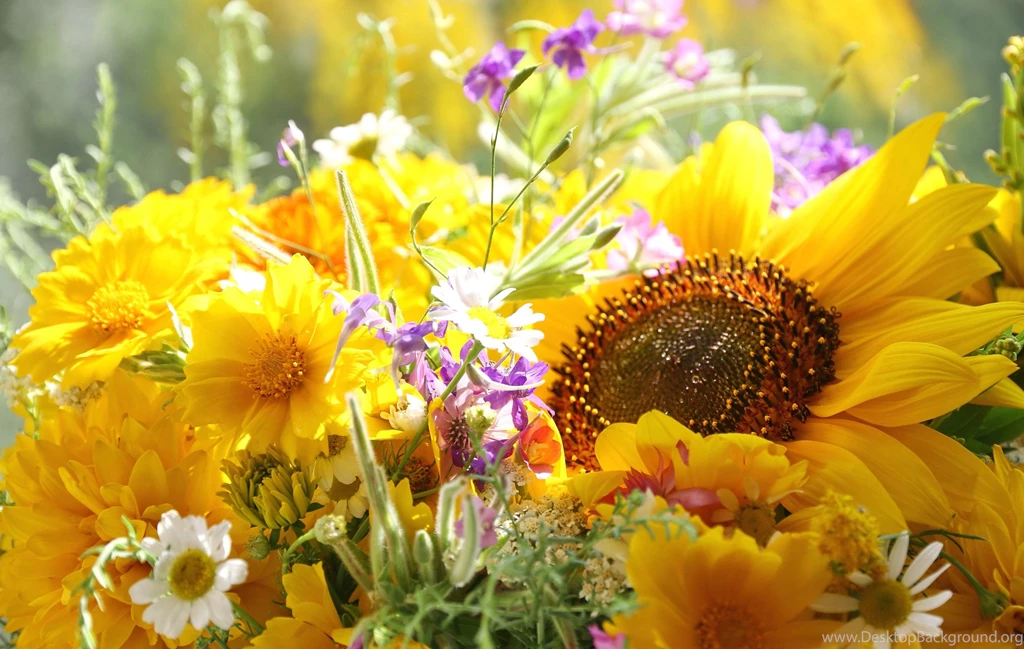 Hd Images, Natural, Photos, Widescreen, Download Wallpaper, Free ...