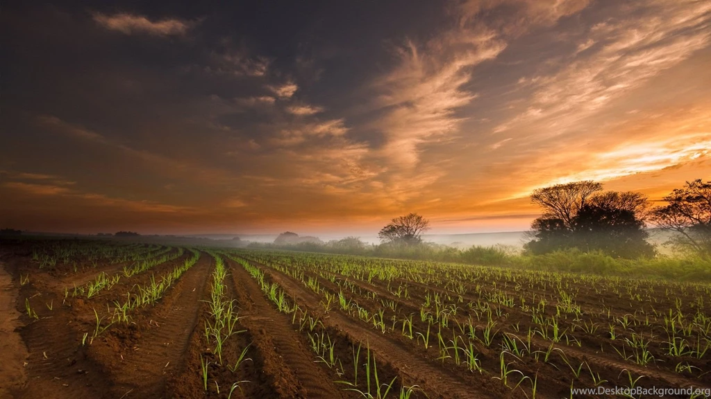 Neat Rows Of Young Corn Seedlings Wallpapers And Images ...