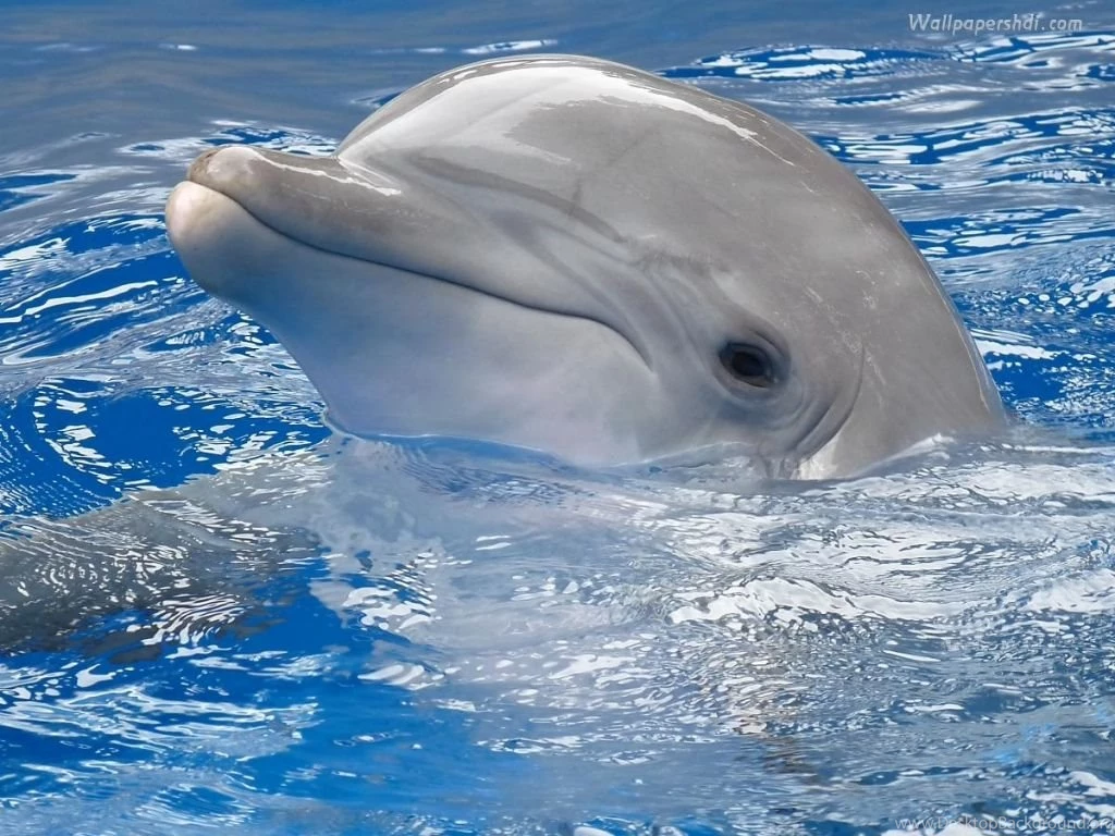 Cute Dolphins Animals Windows 8 Theme