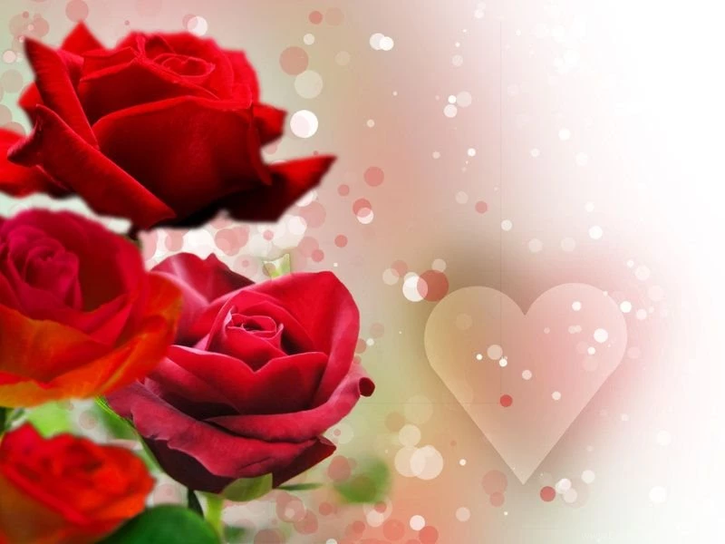 Roses Backgrounds By ShalomR On DeviantArt