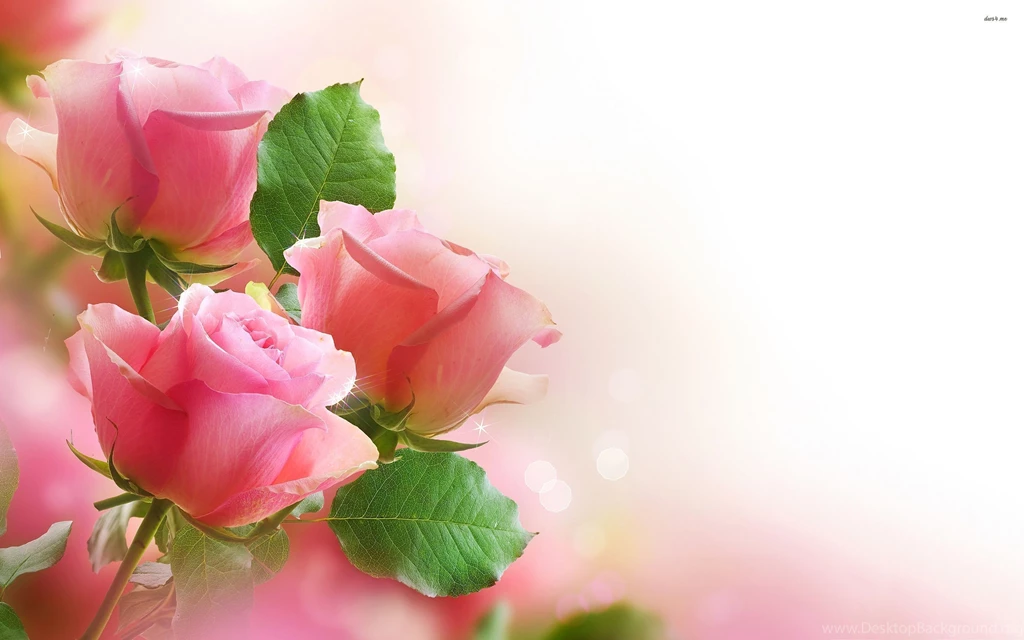 Roses Wallpapers Wallpapers Cave