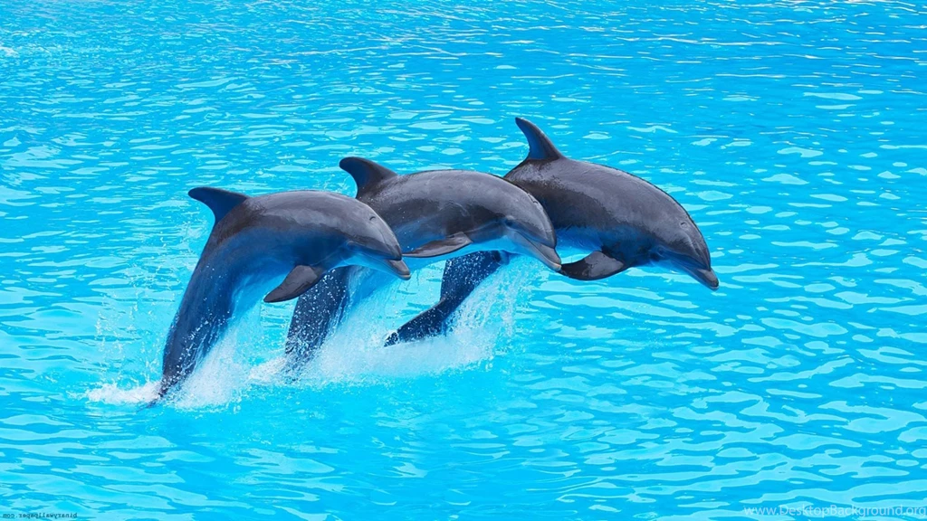 Dolphins Wallpapers Hd Free Android Application Createapk.com