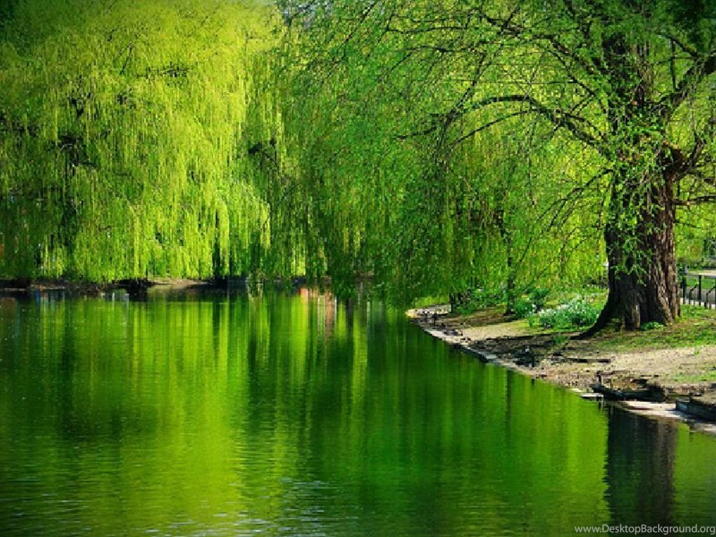 HQ Wallpapers Nature   HD Wallpaper Backgrounds Of Your Choice