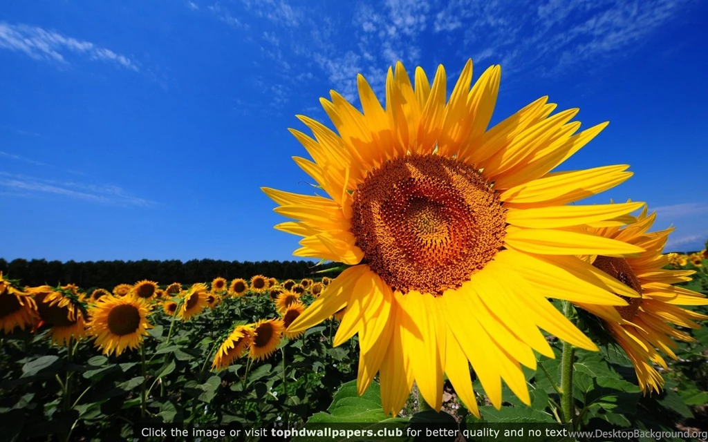 Sunflower Fields Wallpapers Desktop Hq 4K Or HD Wallpapers For Your ...
