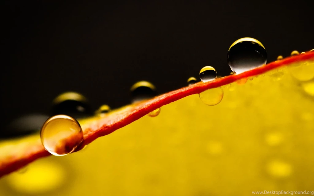Water Drops On A Leaf, Dew, Photography, 1920x1200 HD Wallpapers ...