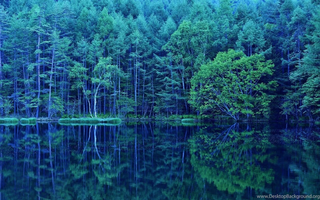 Extraordinary Forest Wallpapers