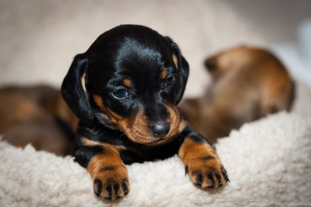 Black Puppy HD Wallpapers, Black Puppy Photos, New Wallpapers