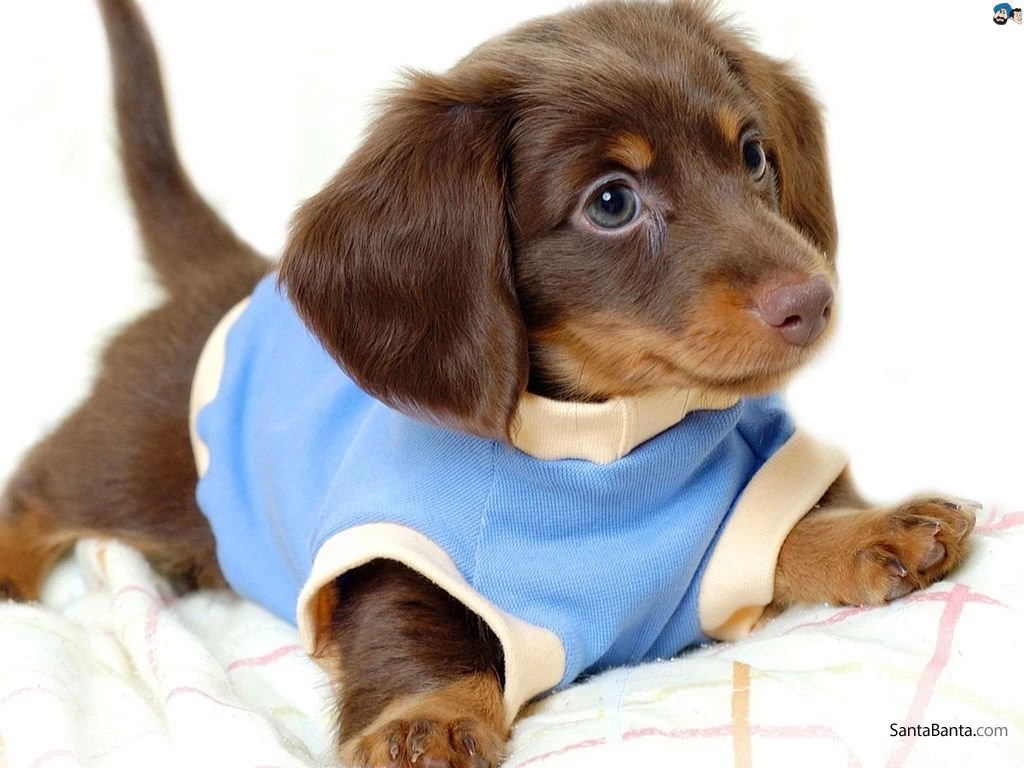 Dogs Wallpapers