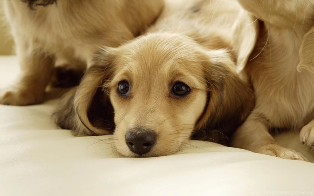 Download Wallpapers Dachshund Puppies (1680 X 1050 Widescreen ...