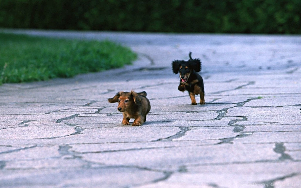 Miniature Dachshund Puppies Wallpapers Puppy Miniature Dachshund ...