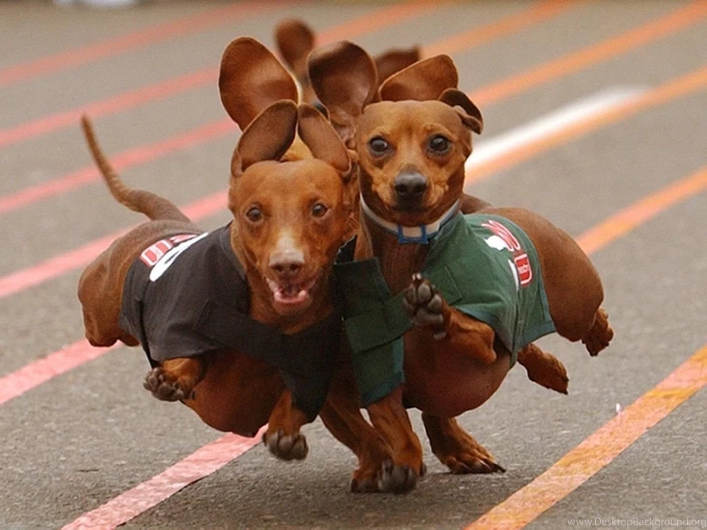 Dachshund Running 1152x864 Wallpapers,Dachshund 1152x864 ...