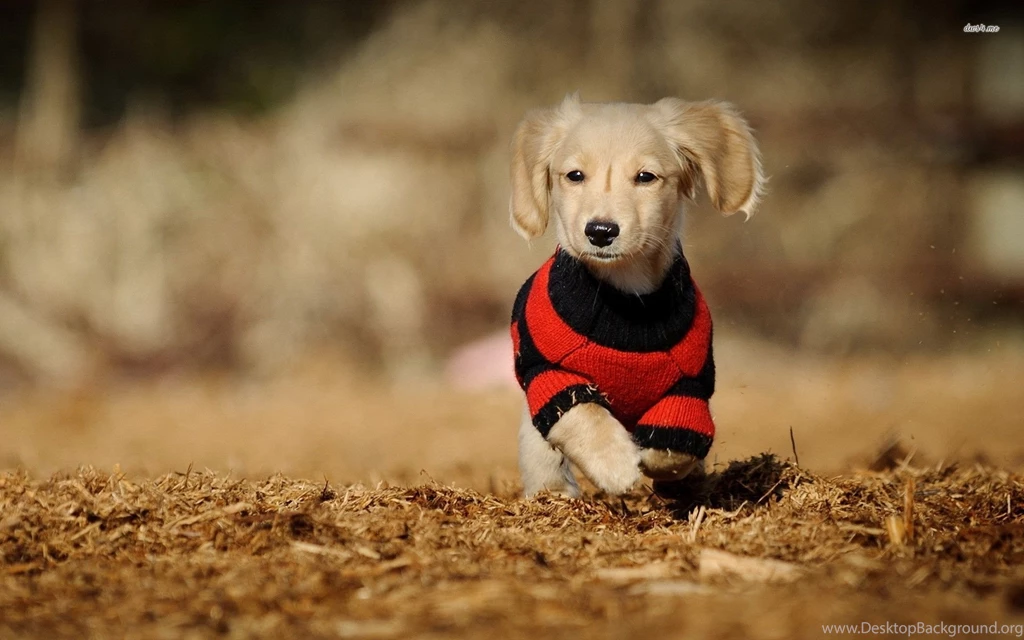 Long Haired Dachshund Puppy Wallpapers Animal Wallpapers