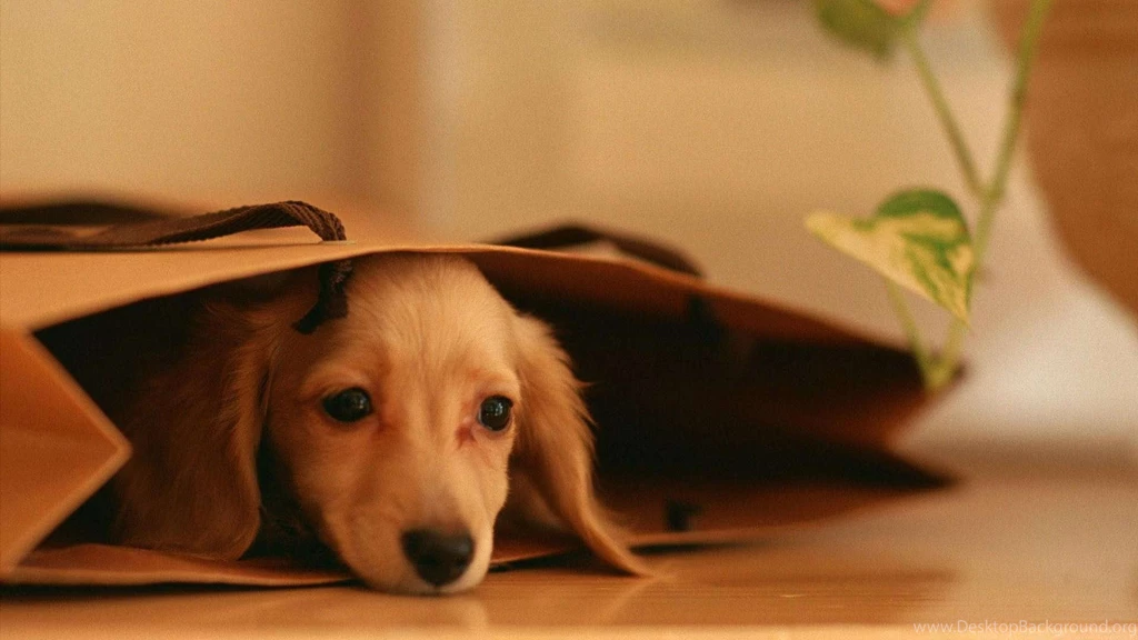 Puppies > All