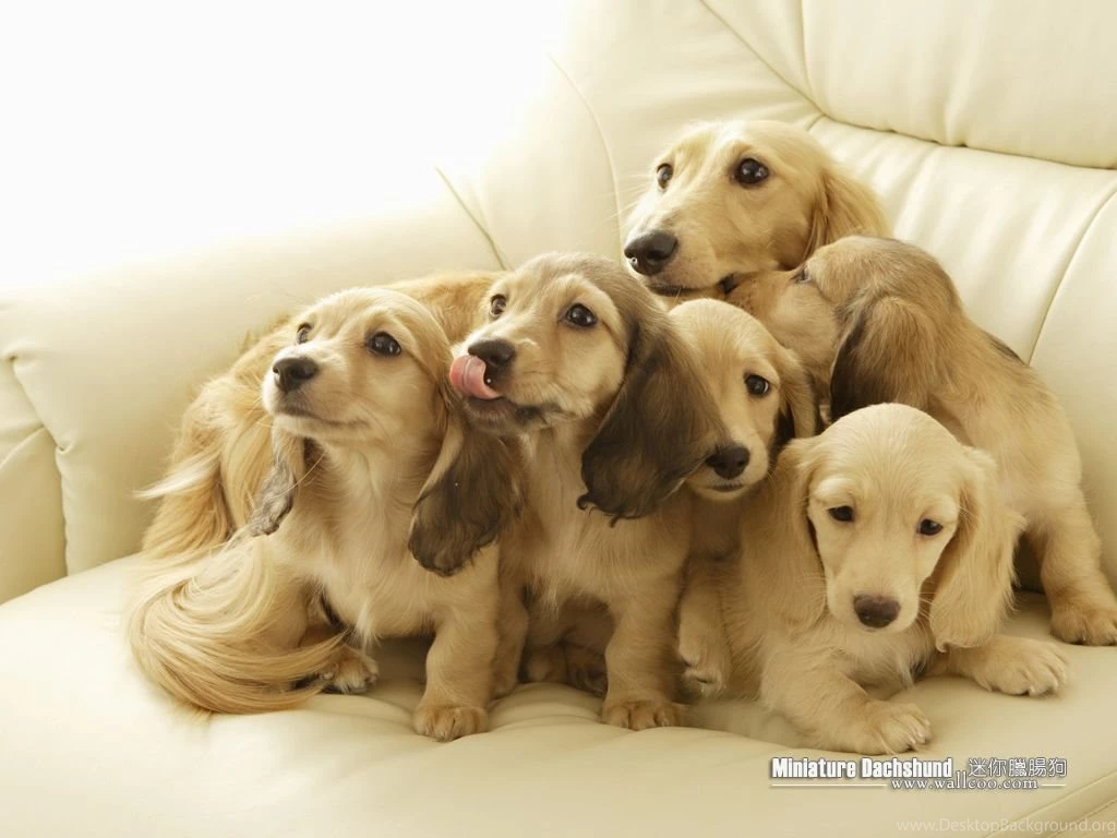 Cuddly Puppies Miniature Dachshund Puppy Wallpapers 1024x768 NO ...
