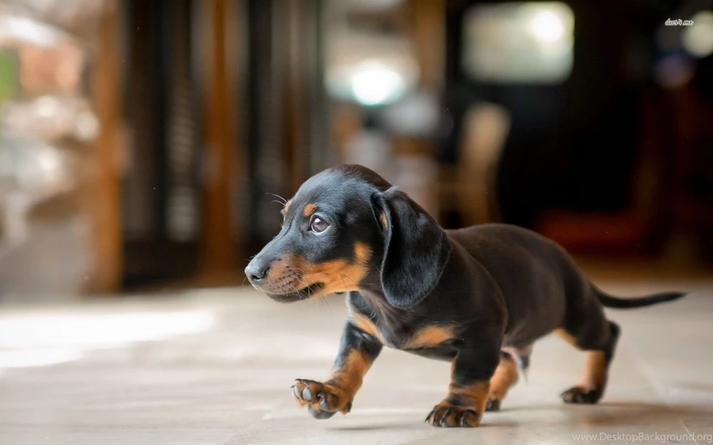 Dachshund Puppy Wallpapers Animal Wallpapers