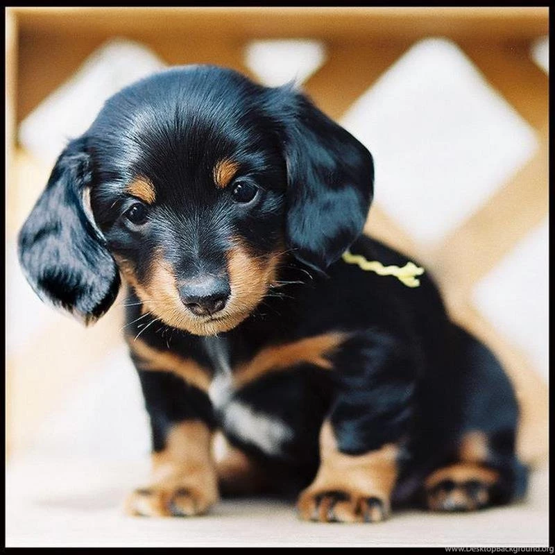 Cutest Dachshund Puppies