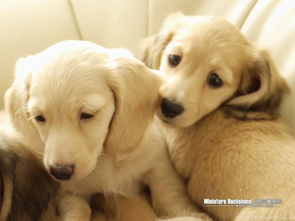 Cuddly Puppies Miniature Dachshund Puppy Wallpapers 1024x768 NO ...