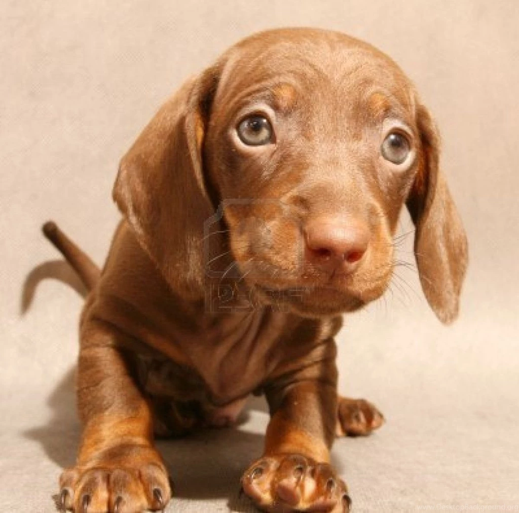 Cute Dachshund Puppy Photo And Wallpaper. Beautiful Cute Dachshund ...