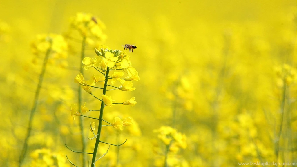 HD Flowers Wallpaper Free Download.jpg