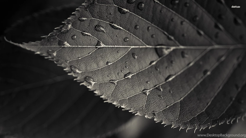 Wet Leaf Wallpapers Photography Wallpapers